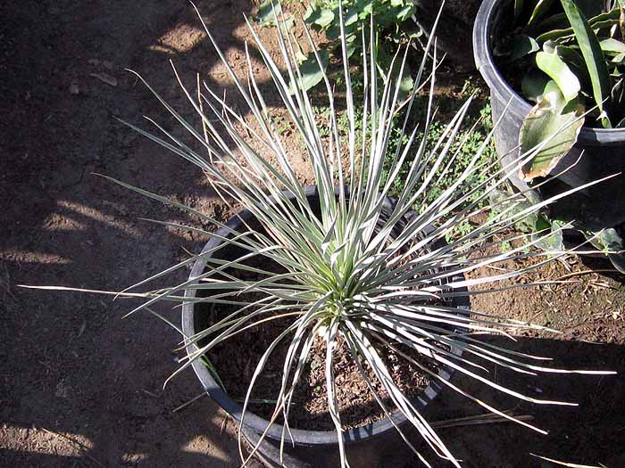 Yucca elata
